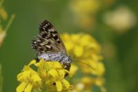 Euclidia mi