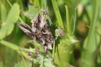 Autographa gamma