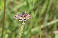 Panemeria tenebrata