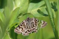 Euclidia mi