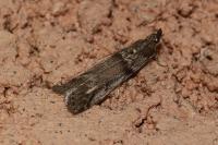 Zophodia grossulariella