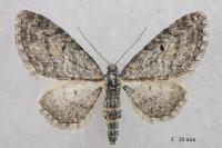 Eupithecia lariciata