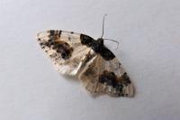 Ligdia adustata