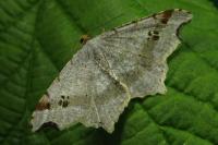 Macaria alternata