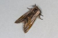 Harpyia milhauseri