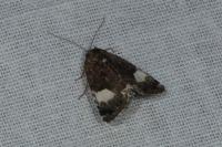 Tyta luctuosa