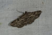 Peribatodes rhomboidaria rhomboidaria
