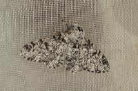 Biston betularia