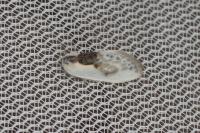 Cilix glaucata