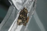 Craniophora ligustri