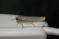 Eilema caniola