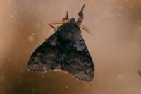 Calliteara pudibunda