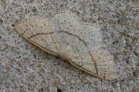 Cyclophora punctaria