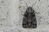 Acronicta rumicis