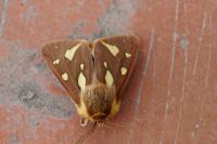Arctia testudinaria