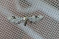 Eupithecia centaureata