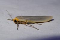 Eilema caniola