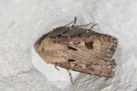 Agrotis exclamationis exclamationis