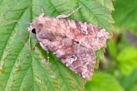 Apamea sordens