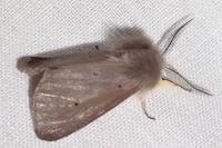 Diaphora mendica