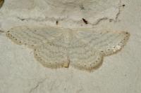 Idaea subsericeata