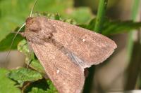 Mythimna albipuncta