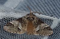 Drymonia dodonaea