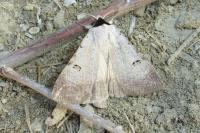 Lygephila craccae