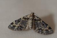 Eupithecia pulchellata