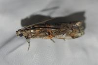 Pempelia palumbella