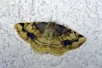 Stegania trimaculata
