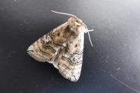 Tethea ocularis