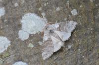 Calliteara pudibunda