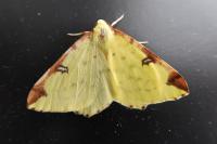 Opisthograptis luteolata