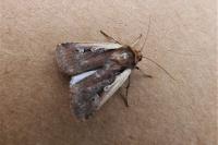 Ochropleura plecta