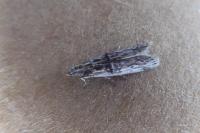 Nephopterix angustella