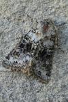 Hecatera bicolorata