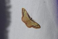 Idaea ostrinaria