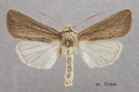 Leucania zeae