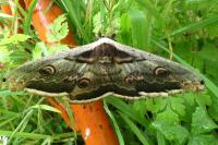 Saturnia pyri