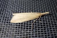 Chilo phragmitellus