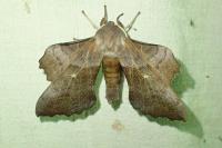 Laothoe populi