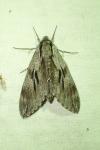 Hyloicus pinastri