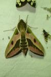 Hyles euphorbiae