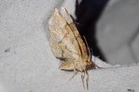 Cepphis advenaria