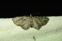 Pasiphila chloerata