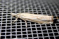 Crambus lathoniellus