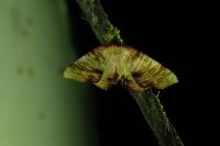 Plagodis dolabraria