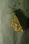 Bupalus piniaria