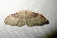 Idaea degeneraria